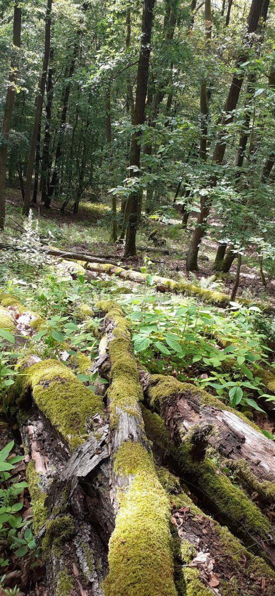 Predaj pozemku 8.759 m², Vráž, Středočeský kraj